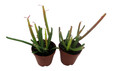 Firesticks Pencil Cactus - Euphorbia - 2 pack 2" pots - Hard to kill