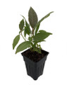 Tineke Rubber Tree Plant - Ficus - New yet very Old! - 2.5" Pot