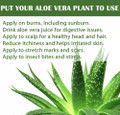 Aloe Vera - Medicine Plant - Burn Plant - Miracle Plant - Natural Healer -4" Pot