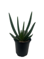 Aloe Vera - Medicine Plant - Burn Plant - Miracle Plant - Natural Healer -4" Pot