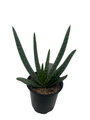 Aloe Vera - Medicine Plant - Burn Plant - Miracle Plant - Natural Healer -4" Pot