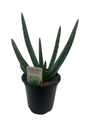 Aloe Vera - Medicine Plant - Burn Plant - Miracle Plant - Natural Healer -4" Pot