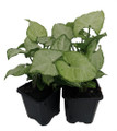 White Butterfly Arrowhead Plant - Syngonium - Nepthytis - 3" Pots 2 Pack