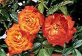 Mandarin Sunblaze® Miniature Rose Bush - Fragrant/Hardy - 2.5" Pot