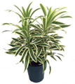 Song of India Dragon Tree - Pleomele - Dracaena -6" Pot