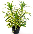 Song of India Dragon Tree - Pleomele - Dracaena -6" Pot