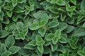 Hot & Spicy Oregano - Potted Herb - Lives Up To It's Name - 3" Pot