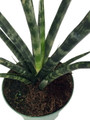 Fernwood Mikado Snake Plant - Sanseveria - Almost Impossible to kill - 5" Pot