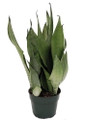 Moonshine Snake Plant - Sanseveria - Almost Impossible to kill - 6" Pot