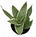 Rare Night Owl Snake Plant - Sanseveria - 6" Pot - Collector's Series
