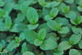 Mojito Mint Plant - Mentha villosa - Grow Indoors or Out - Live Plant - 3" Pot