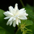Belle of India Arabian Tea Jasmine Plant-Sambac - 6" Pot