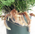 Rabbit's Foot Fern - 6" Pot