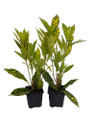 Gold Dust Croton - 2 Pack 3" Pots - Colorful House Plant
