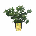 Cocktail Tree-Meyer Lemon/Key Lime - 8" Pot - No Shipping to TX, FL, AZ, CA, LA, HI