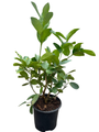 Ponderosa Lemon Tree - 8" Pot - NO SHIP TO TX,FL,AZ,CA,LA,HI