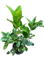 Ponderosa Lemon Tree - 8" Pot - NO SHIP TO TX,FL,AZ,CA,LA,HI