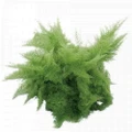 Rare Cotton Candy Fern - Nephrolepis exaltata 'Smithii' - 6" Pot