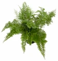 Rare Cotton Candy Fern - Nephrolepis exaltata 'Smithii' - 6" Pot