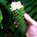Split Leaf Philodendron 2.5" Pot - Monstera - Edible Fruit Pineapple Taste