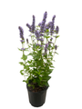 Blue Fortune Hummingbird Mint- Agastache- Anise Hyssop- Live Plant - Gallon Pot
