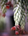 Burros Tail - Sedum morganianum - 4" Pot - succulent