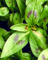 Vietnamese Coriander Plant - rau ram - daun kesom - 4" Pot