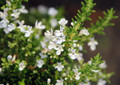 Baby PJ Rosemary Plant - World's Smallest Rosemary - Indoors/Out - 2.5" Pot