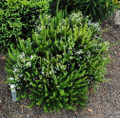 Baby PJ Rosemary Plant - World's Smallest Rosemary - Indoors/Out - 2.5" Pot