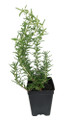 Baby PJ Rosemary Plant - World's Smallest Rosemary - Indoors/Out - 2.5" Pot