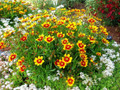 Li'l Bang™ Daybreak Coreopsis - Tickseed - Perennial - Live Plant - Quart Pot
