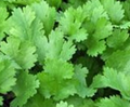 Cilantro - Coriander - Live Herb - Slow Bolting - 3" Pot