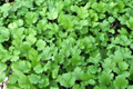 Cilantro - Coriander - Live Herb - Slow Bolting - 3" Pot