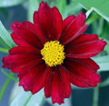 Mercury Rising Coreopsis Tickseed Perennial - Live Plant - Quart Pot