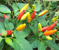 Tabasco Pepper Plant - 4" Pot - Make Your Own Hot Sauce!