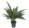 Silver Bay Chinese Evergreen Plant - Aglaonema - Low Light - 6" Pot