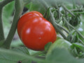 Stupice Tomato Plant - Very Early/ Exceptional Taste - 4" Pot