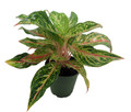 Sparkling Sarah Chinese Evergreen Plant - Aglaonema - Grows in Dim Light -6" Pot
