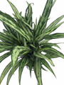 Cutlass Chinese Evergreen Plant - Aglaonema - Low Light - 4" Pot
