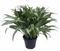 Cutlass Chinese Evergreen Plant - Aglaonema - Low Light - 4" Pot