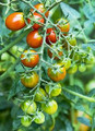 Moby Grape Tomato Plant - Distinctively Sweet - 4" Pot