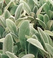 Lamb's Ear Perennial - Stachys byzantina - Quart Pot
