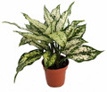 Snow White Chinese Evergreen Plant - Aglaonema - Low Light - 4" Pot