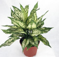 Snow White Chinese Evergreen Plant - Aglaonema - Low Light - 4" Pot