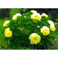 Bartzella Intersectional ITOH Tree Peony- Lemon Yellow Blooms - 2/3 Eye Bareroot
