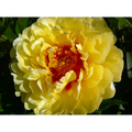Bartzella Intersectional ITOH Tree Peony- Lemon Yellow Blooms - 2/3 Eye Bareroot