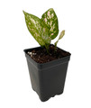 Favonian Chinese Evergreen Plant - Aglaonema - Low Light - 2.5" Pot