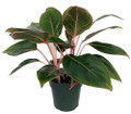 Sapphire Suzanne Chinese Evergreen Plant - Aglaonema - Grows in Dim Light-6" Pot
