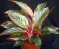Sapphire Suzanne Chinese Evergreen Plant - Aglaonema - Grows in Dim Light-6" Pot