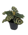 Peacock Plant - Cathedral Windows - Calathea makoyana - Houseplant -4" Pot